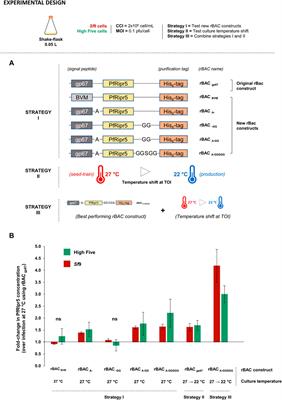 Asexual Blood-Stage Malaria Vaccine Candidate PfRipr5: Enhanced Production in Insect Cells